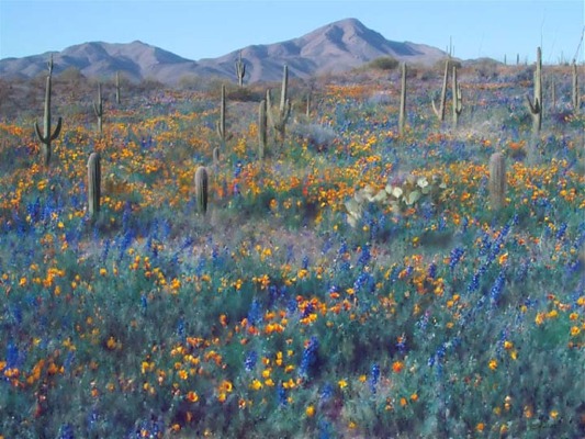 sonoran desert in the spring, Arizona
