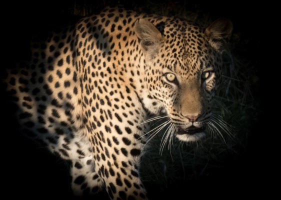 Hunting Leopard Leopard hunting in Botswana. Award winning photo in gallery in Durango, Colorado 2017