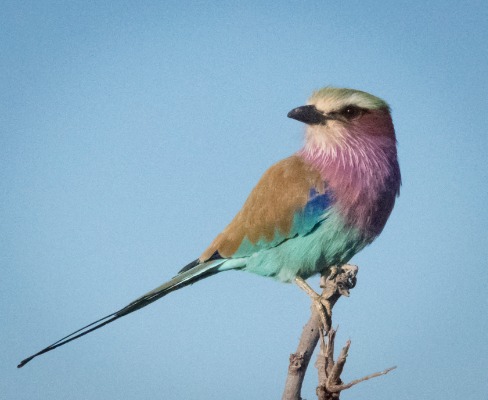 Lilac breasted roller, Botswana