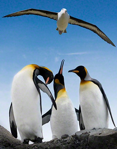 Composite image using Photoshop. I could not resist the temptation to add the flying albatross above the 3 King penguins in comical poses.