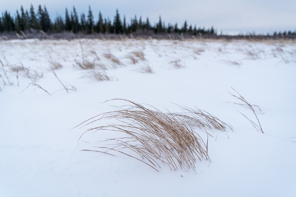 snowy landscape near Churchill, Manitoba