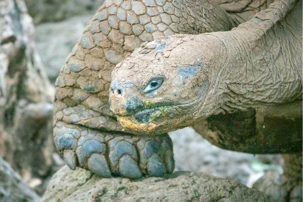 Galapagos tortoise