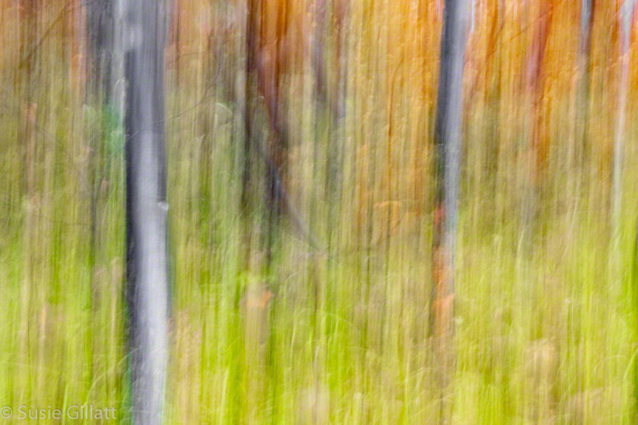 abstract, fall colors, autumn trees